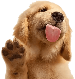 footer dog