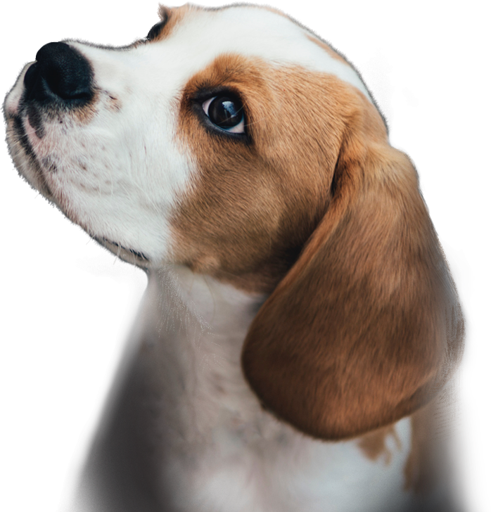 not-only-puppy